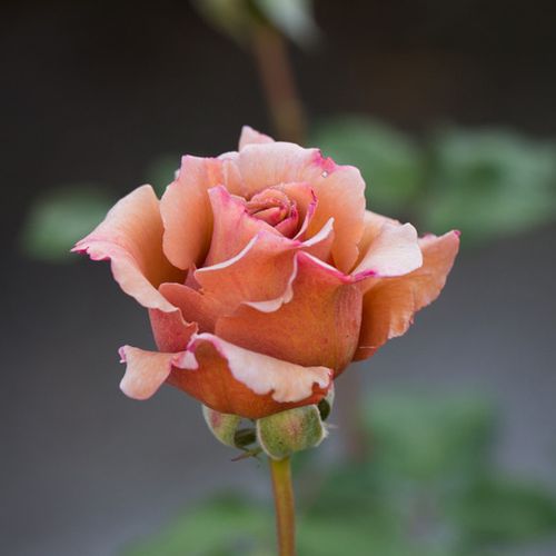 Rosa Chocolate Rose™ - orange - maro - Trandafir copac cu trunchi înalt - cu flori teahibrid - coroană dreaptă